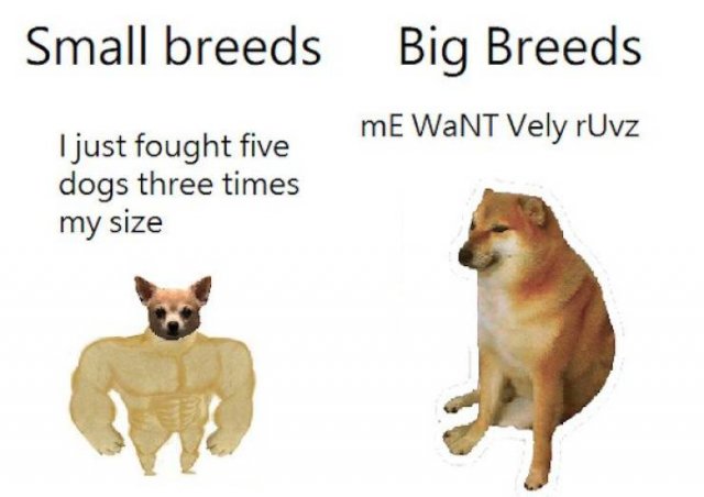 Dog Memes, part 7