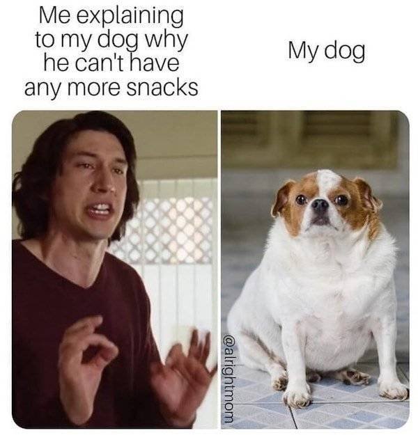 Dog Memes, part 7