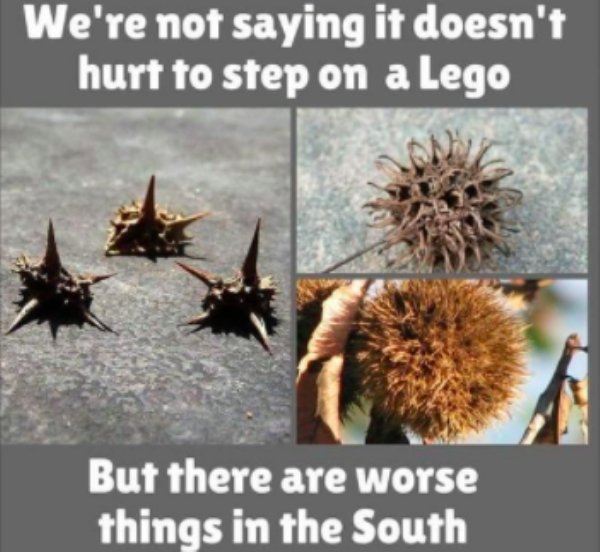 South Memes