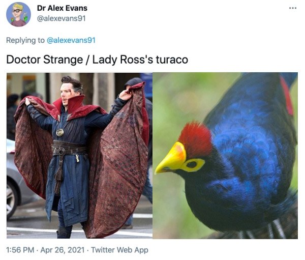 MCU Heroes And Their Bird Counterparts