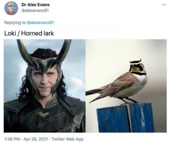 MCU Heroes And Their Bird Counterparts