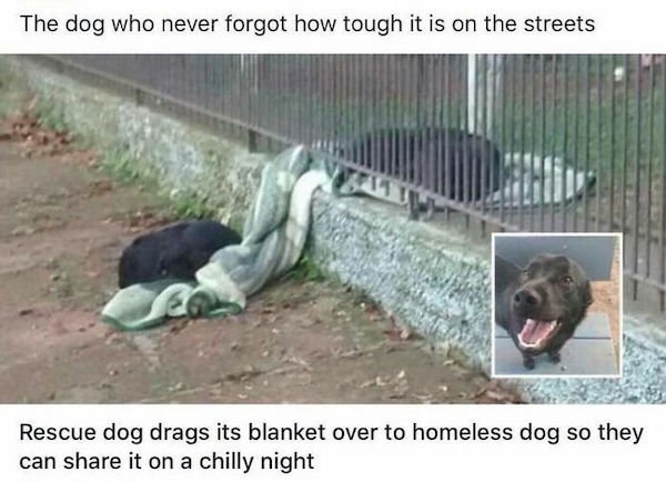 Wholesome Dog Stories