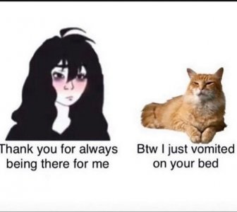 Cat Memes