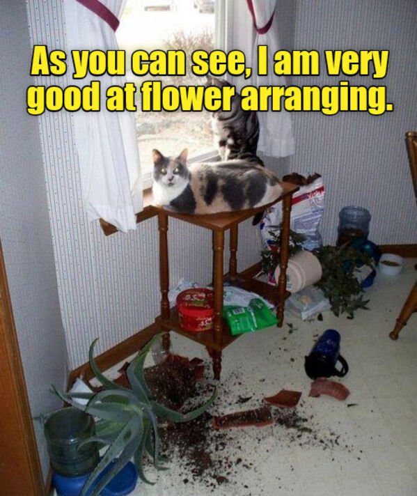 Hilarious Cats, part 5