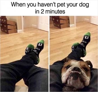 Dog Memes