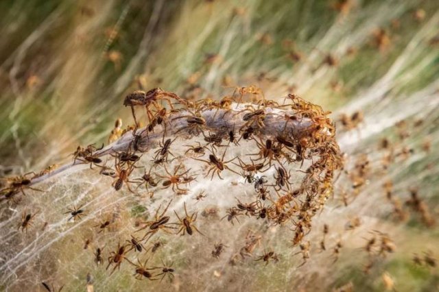 Spider Invasion In Australia