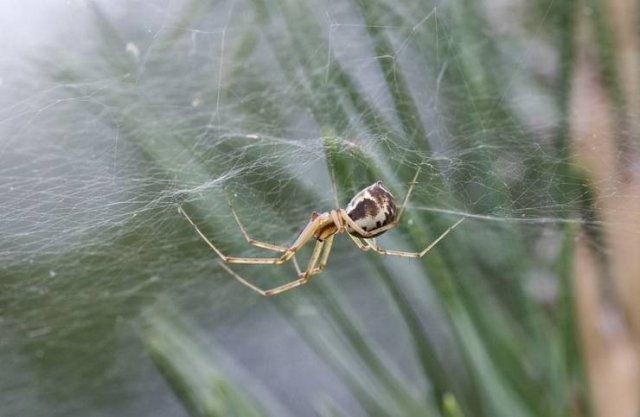 Spider Invasion In Australia