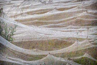 Spider Invasion In Australia