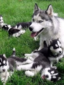 Dogs With Their Puppies