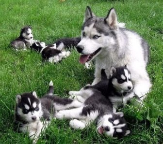 Dogs With Their Puppies