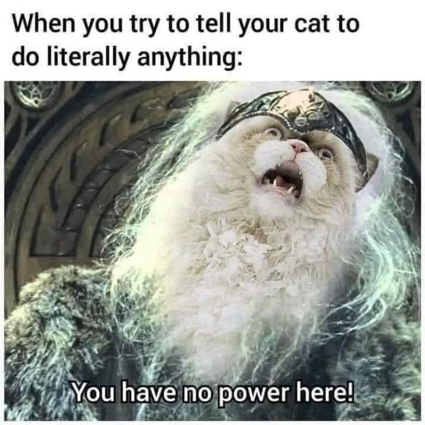 Cats Memes And Pictures