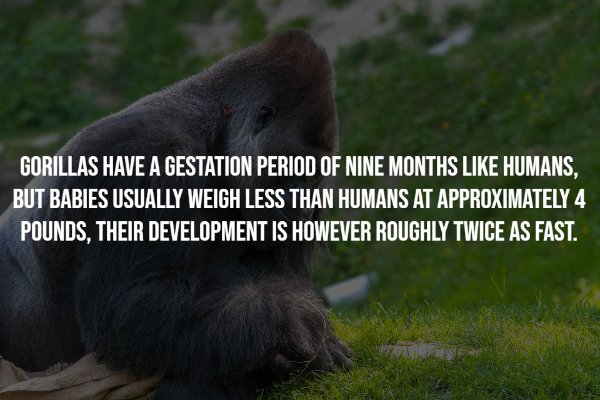 Gorillas Facts