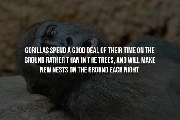 Gorillas Facts
