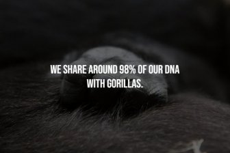 Gorillas Facts