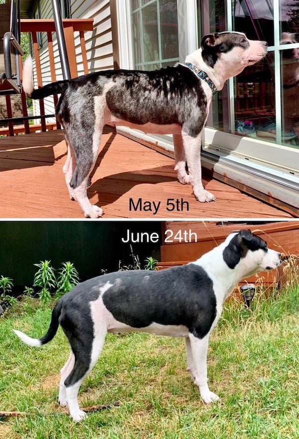 Animals Before And After Adoption