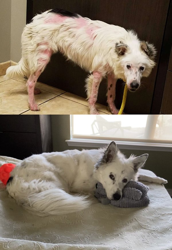 Animals Before And After Adoption