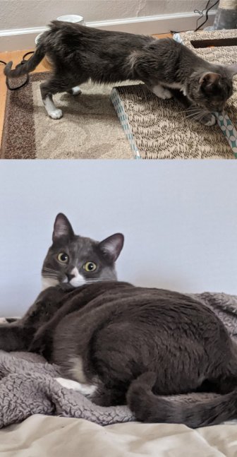 Animals Before And After Adoption