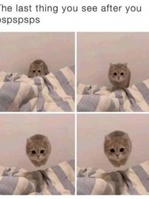 Funny Cat Memes And Pictures