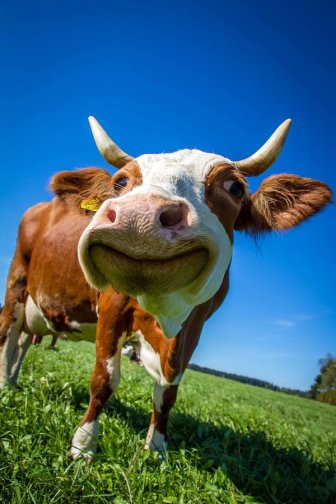 Facts About Cows