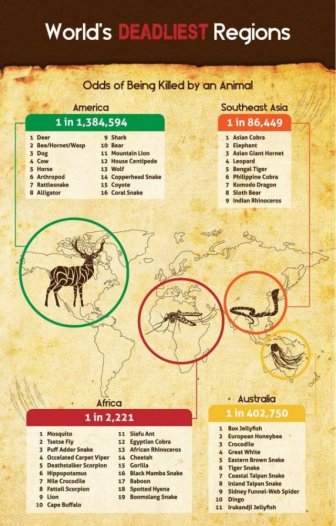 World's Most Deadliest Animals