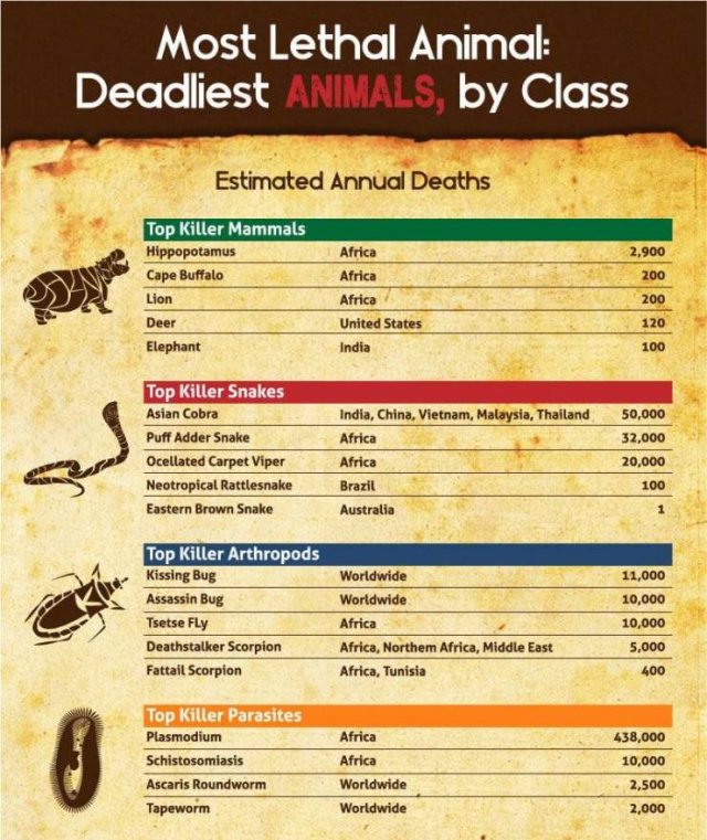 World's Most Deadliest Animals