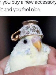 Bird Memes
