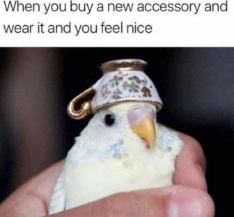 Bird Memes