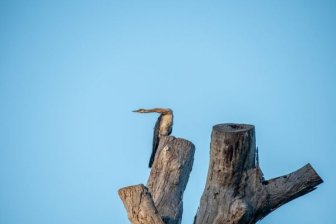 Weird Wildlife Photography