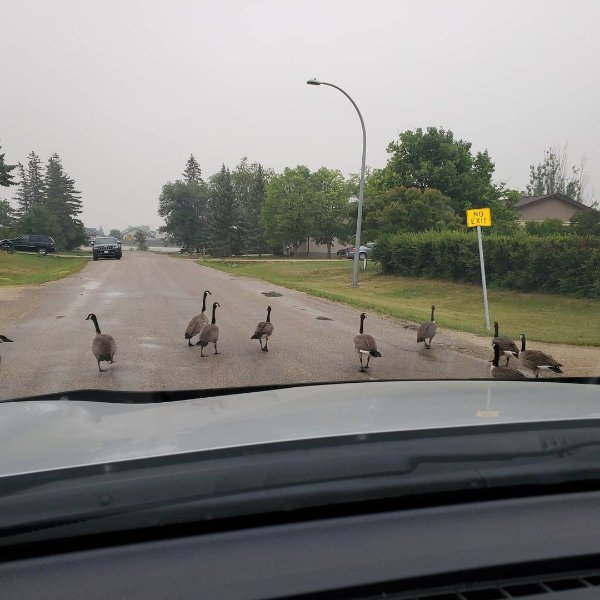 Only In Canada, part 42