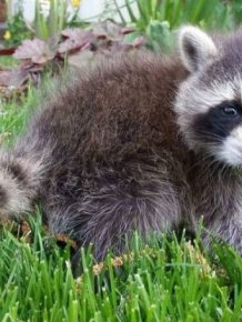 Raccoon Keeps Returning Back To The Family That Once Saved Him