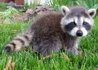 Raccoon Keeps Returning Back To The Family That Once Saved Him