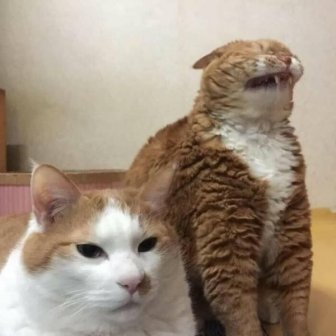 Hilarious Cats