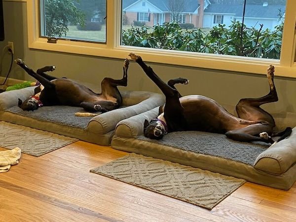 These Dogs Are Broken, part 2