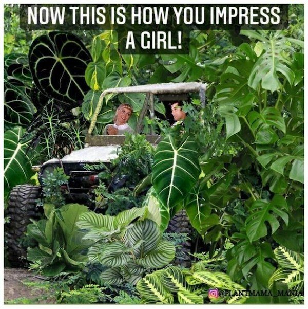 Plant Memes, part 2