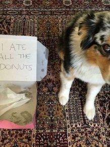 Pet Shaming