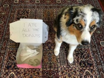 Pet Shaming