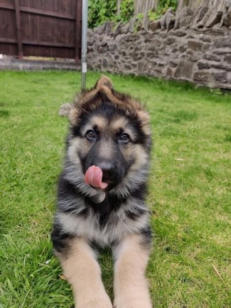 Cute German Shepherds