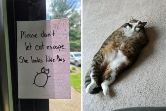 Hilarious Cats