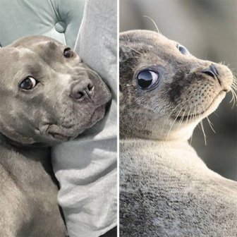 Animal Doppelgangers