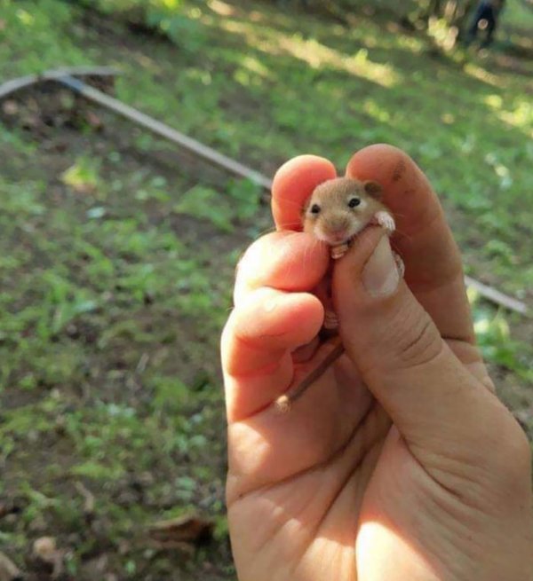 Cute Tiny Animals