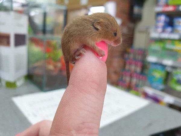 Cute Tiny Animals