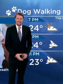 When Dog Rocks The Weather Forecast