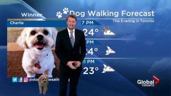 When Dog Rocks The Weather Forecast