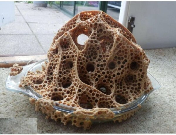 This Is Trypophobia