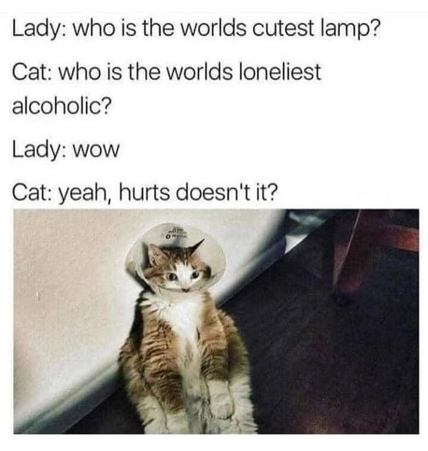 Cats Memes And Pictures, part 5