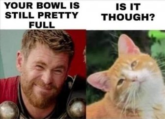 Cats Memes And Pictures
