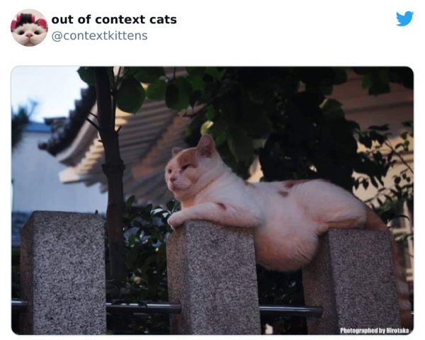 Out Of Context Cats