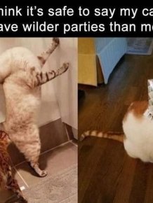 Hilarious Cats