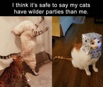Hilarious Cats