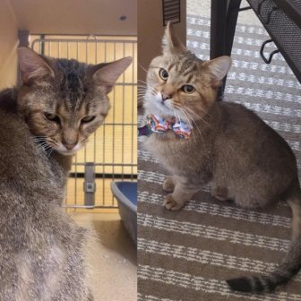 Animals Before And After Adoption